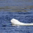 Norvège : béluga repéré dans la rivière Drammen près d'Oslo