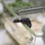 IA Grimace : détecter la douleur chez les souris de laboratoire