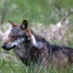 Valais : tir d’un loup ordonné à Visperterminen après sept pertes
