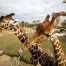 Obi, le mâle girafe du zoo de Zurich, euthanasié après une blessure