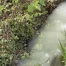Déversement de lait dans le ruisseau Dybach à Greng, auteur identifié