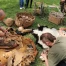 Le village lacustre de Gletterens fête ses 30 ans et la préhistoire