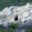 Ours aperçu dans le Val Poschiavo (GR) : caméra confirme son retour