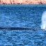 Baleine à bosse remorquée en Allemagne relâchée au large du Danemark