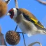 BirdLife invite la Suisse à compter les oiseaux du 7 au 10 mai 2026