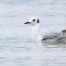 Vaud : mouette de Bonaparte observée pour la première fois en Suisse