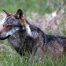 Loup abattu à Staldenried (Valais) après 7 animaux de rente tués