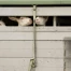 Transports d'animaux la nuit et le dimanche dès le 1er juillet