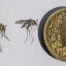 Moustique tigre à Neuchâtel : population invitée à surveiller