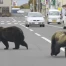 Japon : 14 601 ours abattus en 2025, un record historique