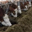 2025: baisse des vaches laitières et des porcs en Suisse