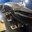 Fribourg : le MHNF prépare le transfert de sa baleine naturalisée