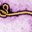 OMS déclare urgence de santé publique pour Ebola en RDC et Ouganda