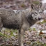 L'OFEV : la régulation du loup freine sa croissance en Suisse