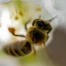 Apiculteurs lancent une initiative en Suisse pour sauver les abeilles