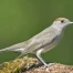 La fauvette à tête noire, nouvel oiseau le plus répandu en Suisse