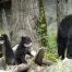 Naissance de deux oursons d'ours à lunettes au zoo de Zurich