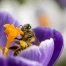 Biodiversité en Suisse : mesures fédérales jugées insuffisantes