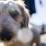 Grand Conseil valaisan : nouvelle loi sur les chiens et taxe 25 fr