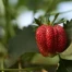 Fraises suisses : saison retardée, 1 100 tonnes/semaine attendues