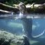 La loutre revient en Suisse : succès fragile lié aux cours d'eau