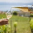 Viticulture vaudoise : le fonds de prévoyance élargi à la promotion