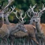 Berne : 1 409 tirs autorisés de cerfs nobles pour protéger les forêts