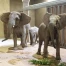 Arrivée de trois éléphantes au zoo de Bâle, reproduction possible 2027