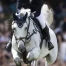 Pas de podium suisse