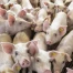 Vidéo de maltraitance animale : enquête sur une porcherie de la Broye