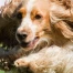 Sion inaugure un parc canin végétalisé de 1 200 m²