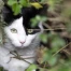 Députés vaudois rejettent un postulat sur les chats et l'environnement