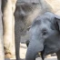 Zoo de Zurich : éléphanteau euthanasié un jour après sa naissance