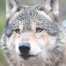 Allemagne : le loup qui avait mordu une femme est présumé mort