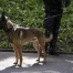Deux cambrioleurs interpellés en flagrant délit à Villars-sur-Glâne