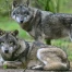La Suisse compte 43 meutes de loups et 350 individus en 2025