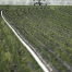 Fribourg : stratégie d'irrigation durable pour l'agriculture