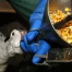 Parlement favorable à des restrictions sur l'importation de foie gras