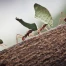 Les fourmis : évolution liée aux variations climatiques passées