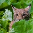 Lynx en Suisse : accidents et braconnage menacent sa survie