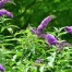 Neuchâtel mobilise la population contre les plantes envahissantes