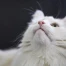 Berne : le Grand Conseil demande le puçage obligatoire des chats