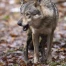 Deux génisses tuées par le loup aux Verrières (NE)