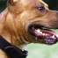 France : le pitbull Curtis euthanasié après la mort d'Elisa