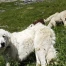 Valais : le Grand Conseil veut exonérer d'impôt les chiens de berger