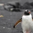 Antarctique : températures record à l'orée de l'hiver austral