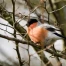 Écouter le chant des oiseaux réduit le stress et améliore le bien-être