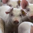 Pétition pour la fermeture d'une porcherie vaudoise après maltraitance