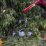 Orages violents à Zurich : plusieurs blessés après chute d'arbres