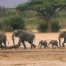 Le Zimbabwe va abattre des éléphants et distribuer la viande